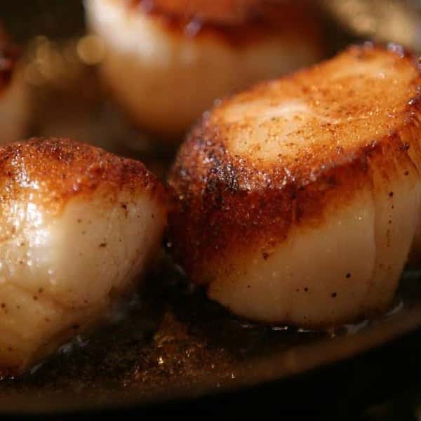 Scallops