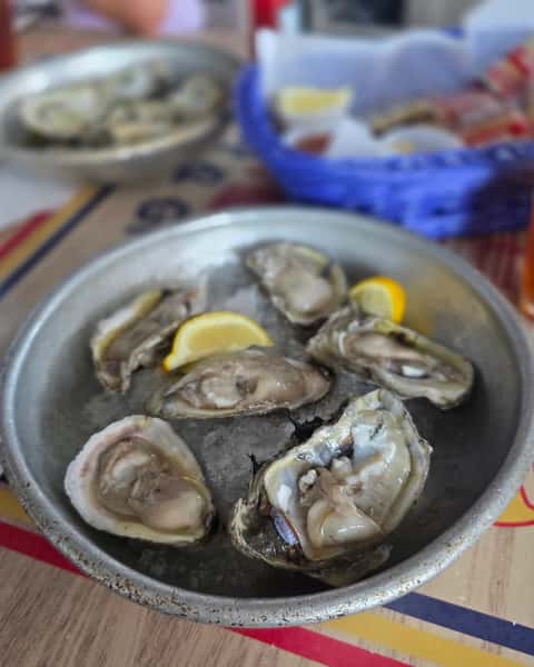 Oysters