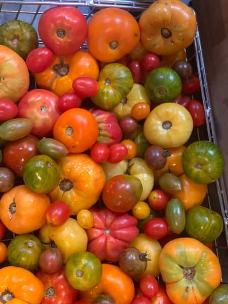 heirloom tomatoes