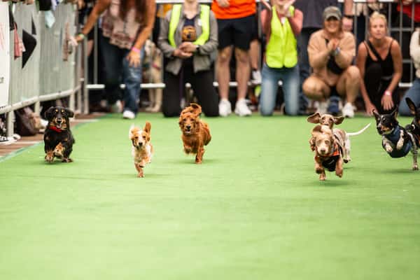 dog race