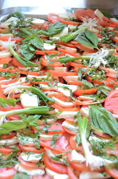 Tomato & Mozarella