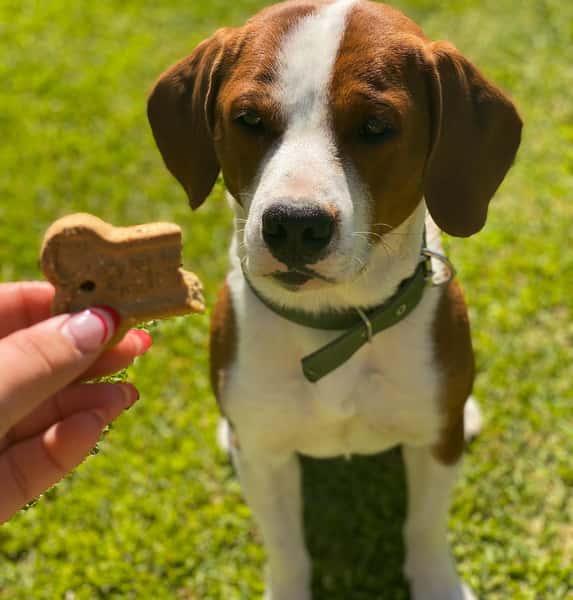 dog looking at treat