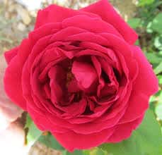 RI red rose