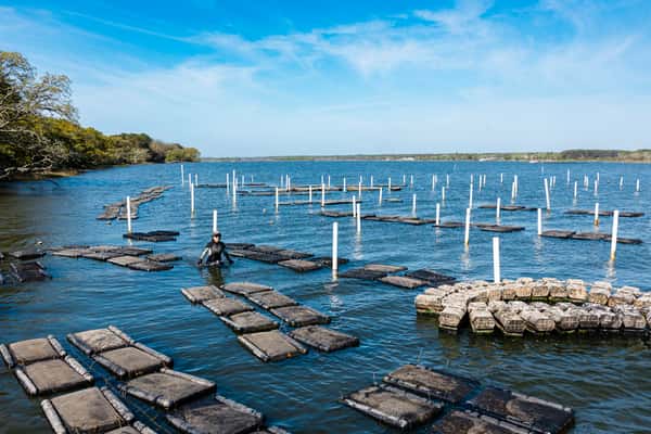 Oyster farm