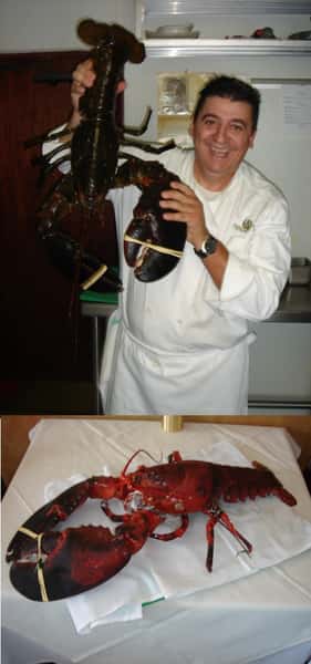 lobsters