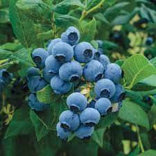 Blueberry