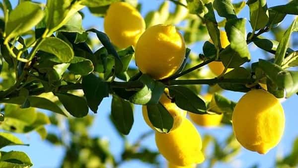 Lemons