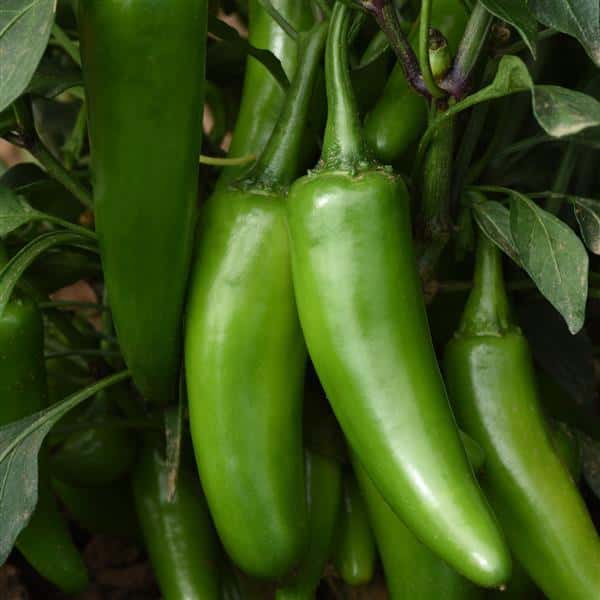 Jalapeno