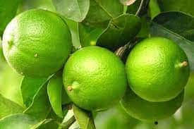 Limes