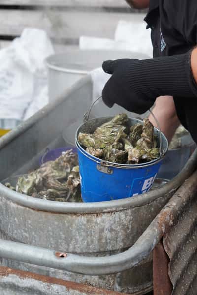 Oyster Roast