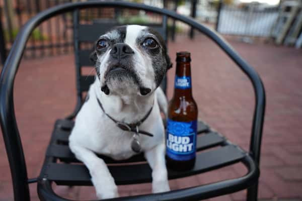 Dog Friendly Patio
