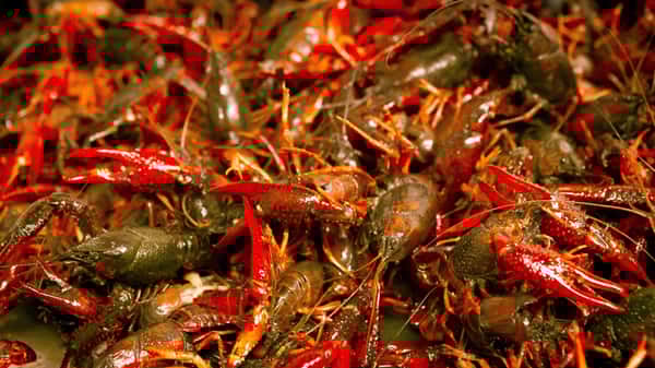 Half Sack Live Crawfish (3.25/LB)