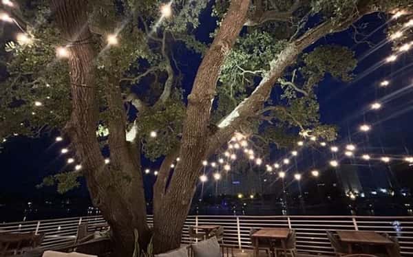 Tree decorated with hanging lights