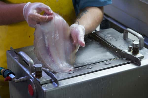 skinning flounder at plant