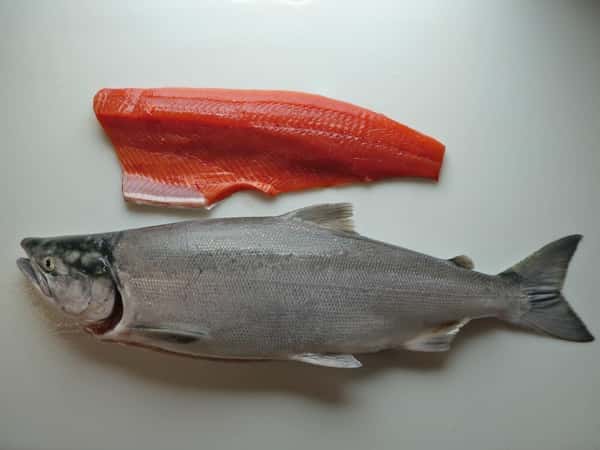 Salmon -Wild
