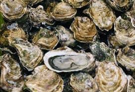 Oyster