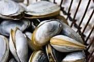 Steamers Mkt