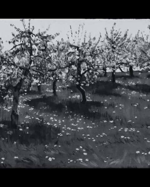 Apple Orchard, square, black and white