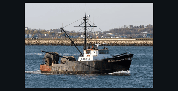 Black Beauty Boston Fish Pier