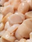 Scallops Mkt
