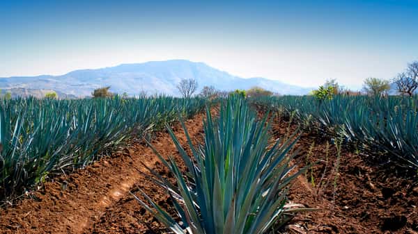 Agave Field