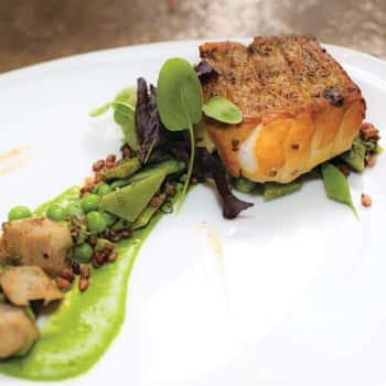 Florida Grouper