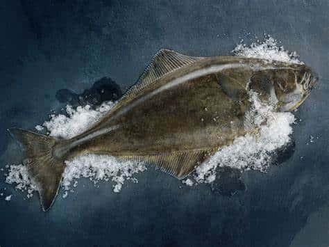 Alaskan Halibut