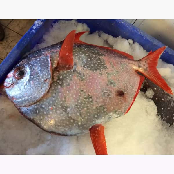 Hawaiian OPAH