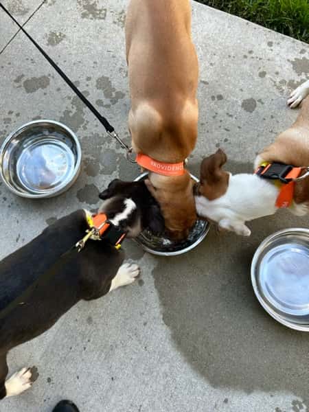 Yappy Hour