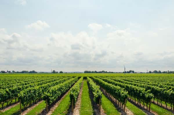 Michael David Chardonnay