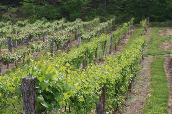 vineyard