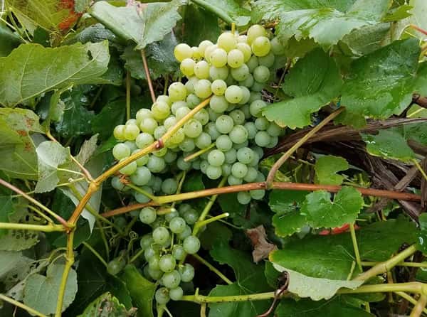 wine grapes