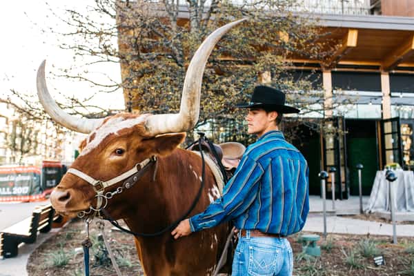 longhorn at a private event