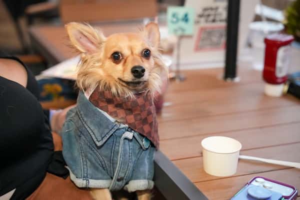 Grab your Pup and enjoy Local Hour @docklocal this week. With $3 DockARitas, $5 Wine Glasses, and $5 Whiskey Pours 🍷