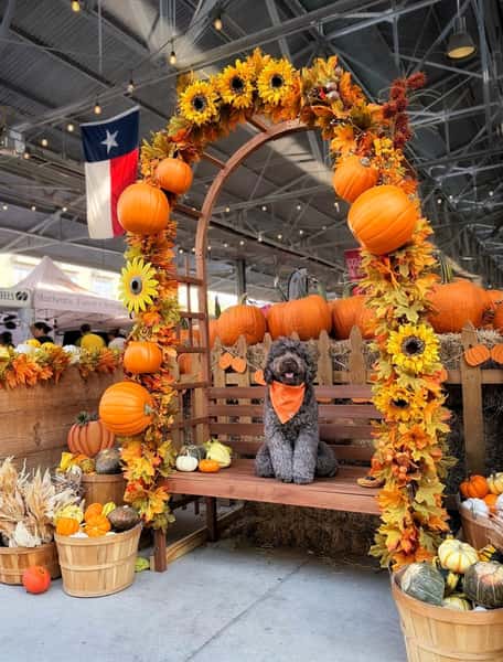 Pumpkin Season ends October 31st! And every Friday & Saturday we are serving Pumpkin Shrimp n' Grits to celebrate. Stop by @dallasfarmersmarket and enjoy the fall vibes 🍁 and this one of a kind specialty dish 🎃