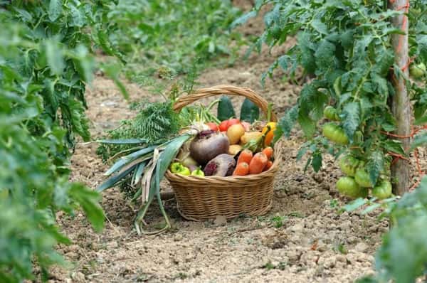 veg in garden