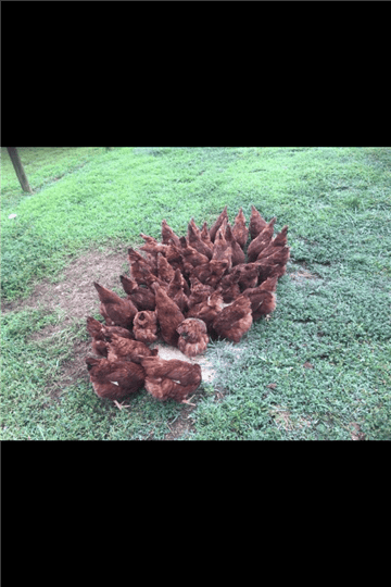 group of chickens together in the yard