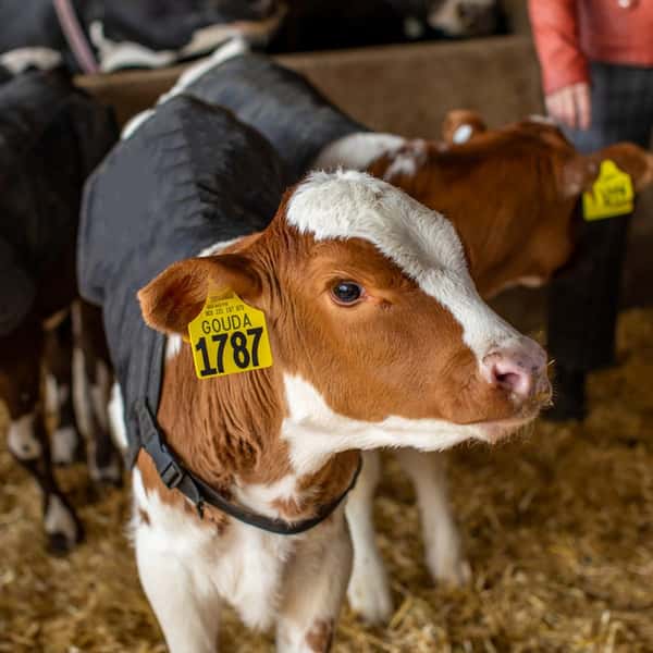 tagged cow