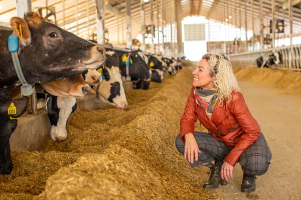 Marieke in barn with cows