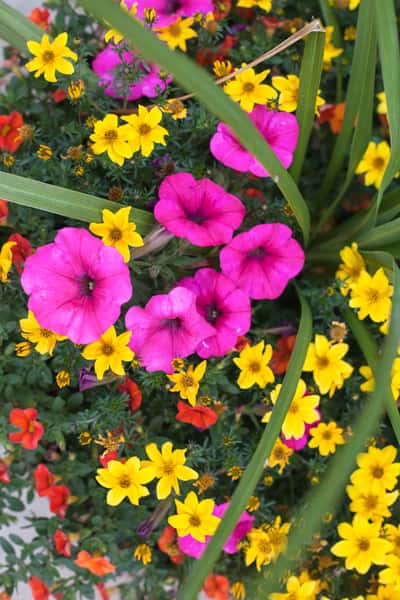 flowers outside