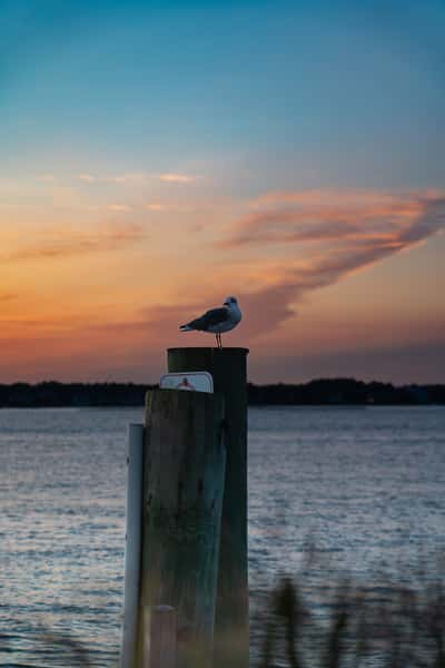 seagull