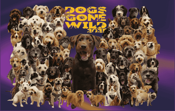Dogs Gone Wild 2025 4 pack