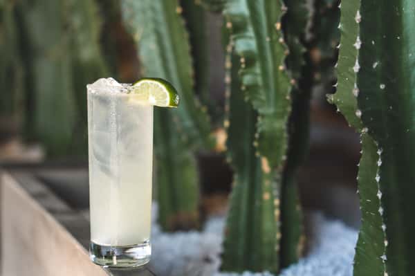 cocktail beside plants