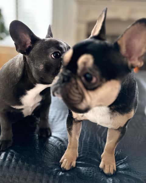 Hey Gizmo, it's not a secret, so there is no need to whisper in Bentley’s ear.  Everyone is talking about our new menu and our daily happy hours.