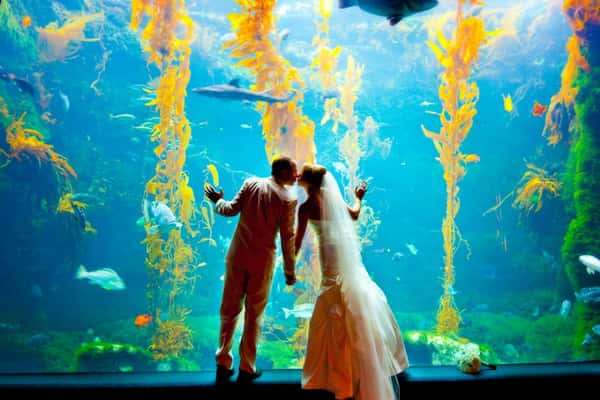 Bride and groom at an aquarium