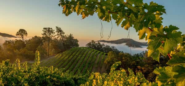Wines Around the World Ticket