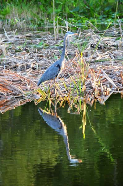 038_38 Great Blue Heron