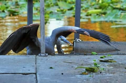 peeking heron
