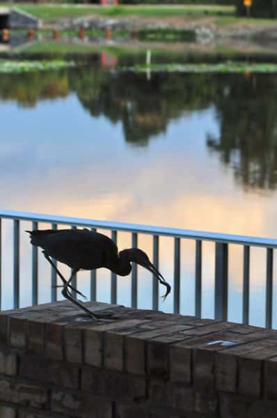 061_61 Heron with supper