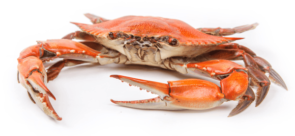 Crab